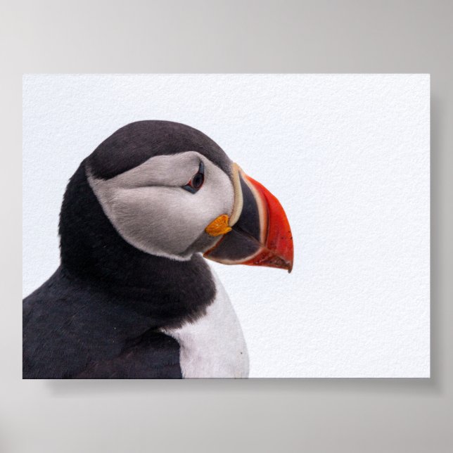 Puffin bird in Iceland Poster (Framsidan)