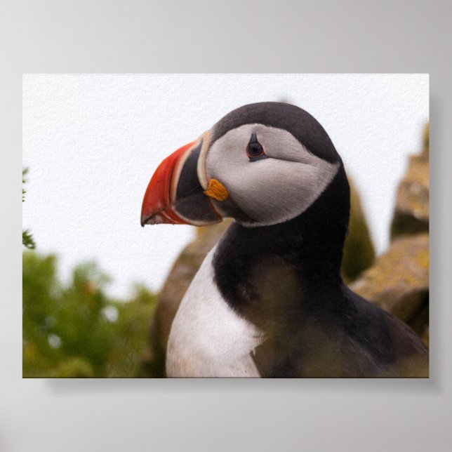Puffin bird in Iceland Poster (Framsidan)