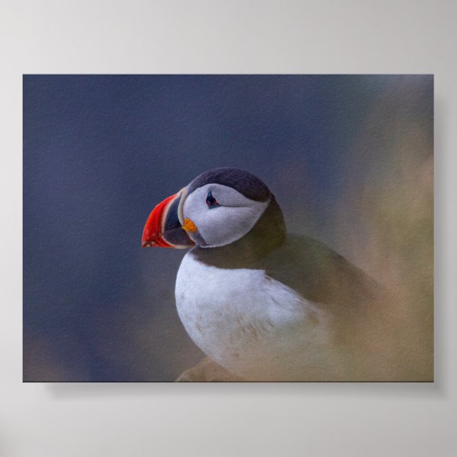 Puffin bird in Iceland Poster (Framsidan)