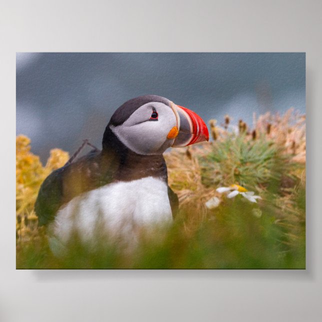 Puffin bird in Iceland Poster (Framsidan)