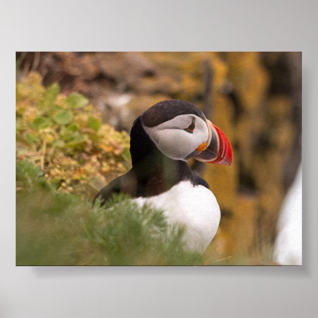 Puffin bird in Iceland Poster (Framsidan)