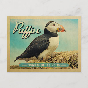 Puffin Bird Postcard - Nordsjöns vilt Vykort