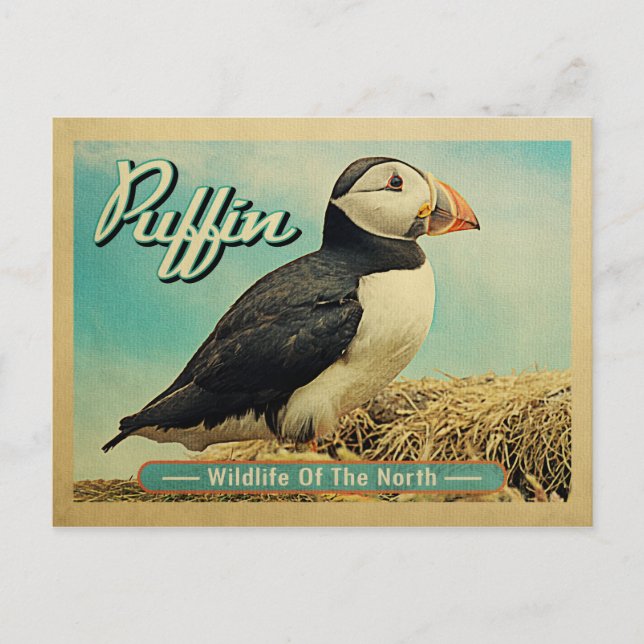 Puffin Bird Postcard - Nordsjöns vilt Vykort (Framsida)