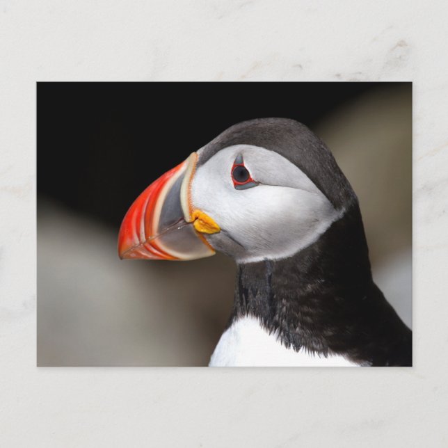 Puffin Close-up Photo Postcard Vykort (Framsida)