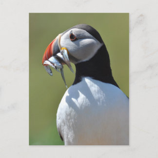 Puffin Fisherman Vykort