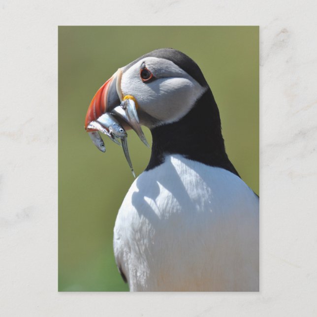 Puffin Fisherman Vykort (Framsida)