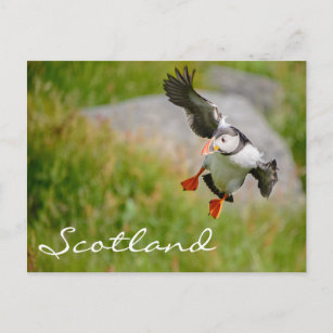 Puffin fly från Skottland, vykort för text