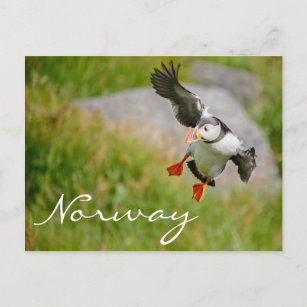 Puffin-flygning med vykort för Norge