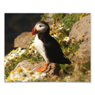 Puffin Fototryck
