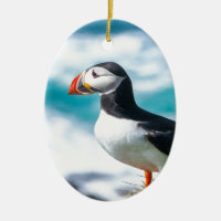 Puffin Fratercula arctica vid Látrabjarg, Islandet
