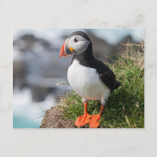 Puffin Fratercula arctica vid Látrabjarg-Islandet Vykort