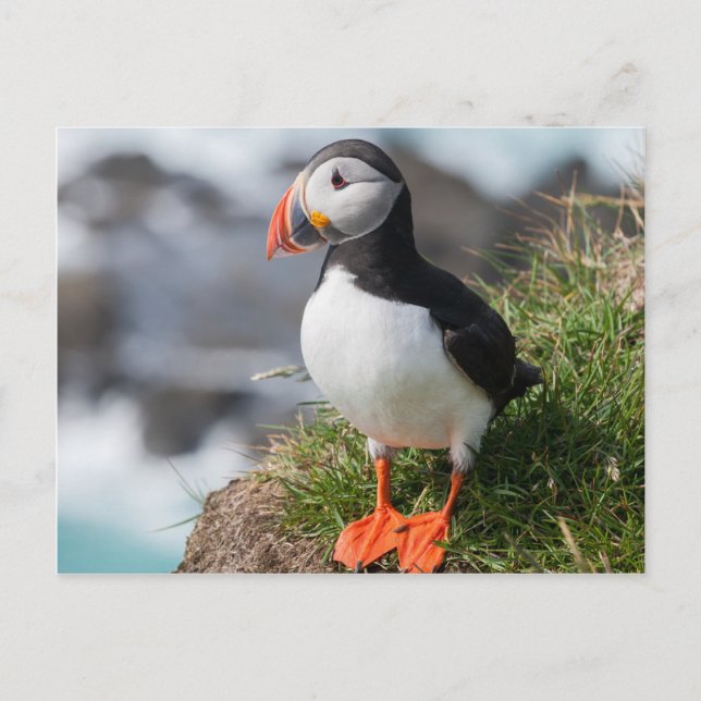 Puffin Fratercula arctica vid Látrabjarg-Islandet Vykort (Framsida)