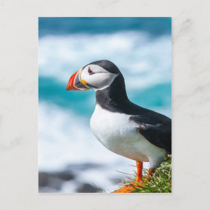 Puffin Fratercula arctica vid Látrabjarg, Islandet Vykort