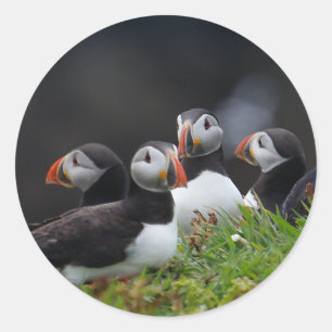 Puffin Gang Runt Klistermärke