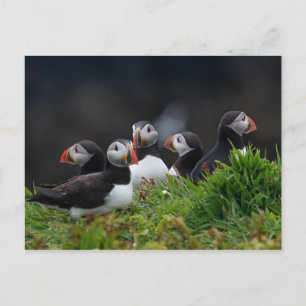 Puffin Gang Vykort