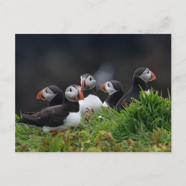Puffin Gang Vykort (Framsida)