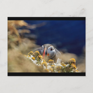 Puffin gömmer vykort