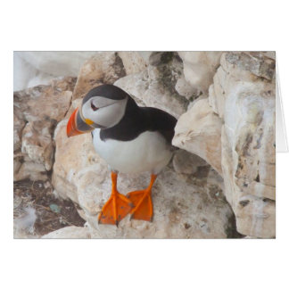 PUFFIN HÄLSNINGSKORT