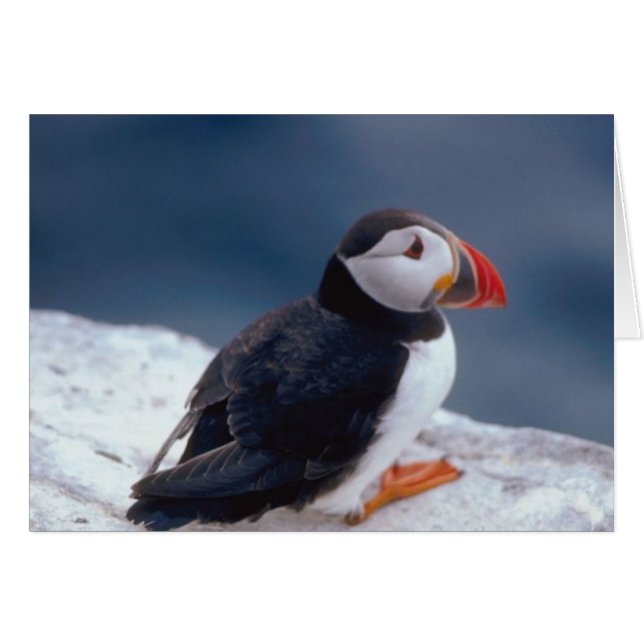 Puffin Hälsningskort (Framsidan Horizontal)