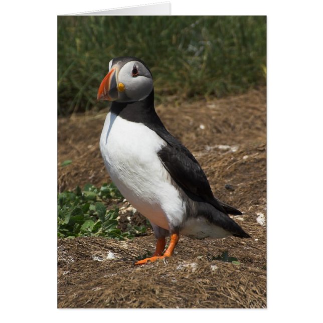 Puffin Hälsningskort (Framsidan)