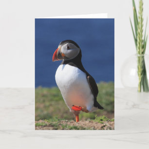 Puffin-hälsningskort Kort