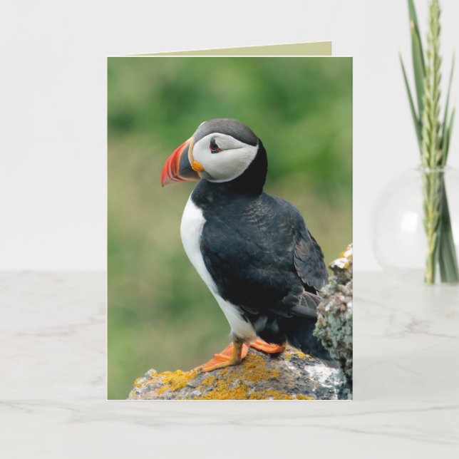 Puffin-hälsningskort Kort (Framsida)