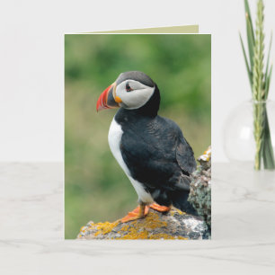 Puffin-hälsningskort Kort