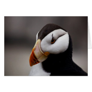 Puffin Horned 9028 OBS Kort