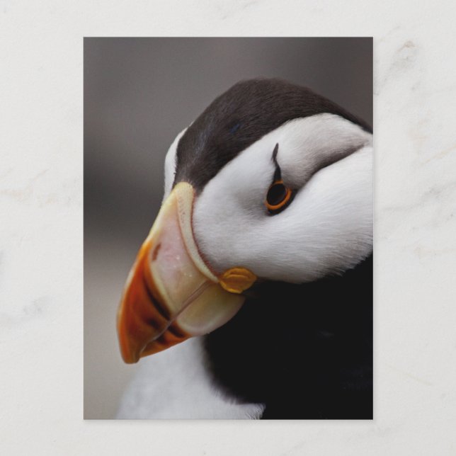 Puffin Horned 9028 Vykort (Framsida)