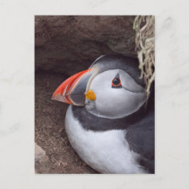 Puffin i Burrow Vykort