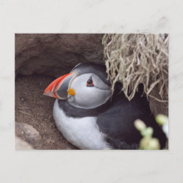 Puffin i Burrow Vykort