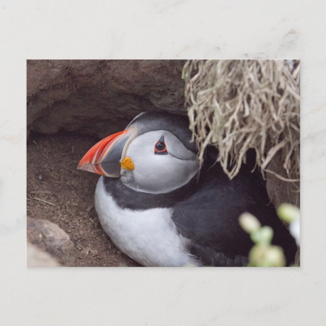 Puffin i Burrow Vykort (Framsida)