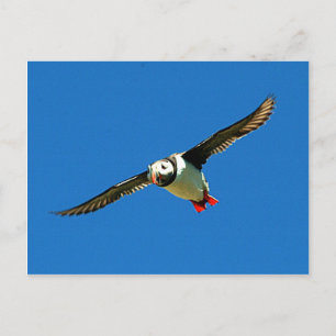 Puffin in flight skellig Islands Ireland Vykort