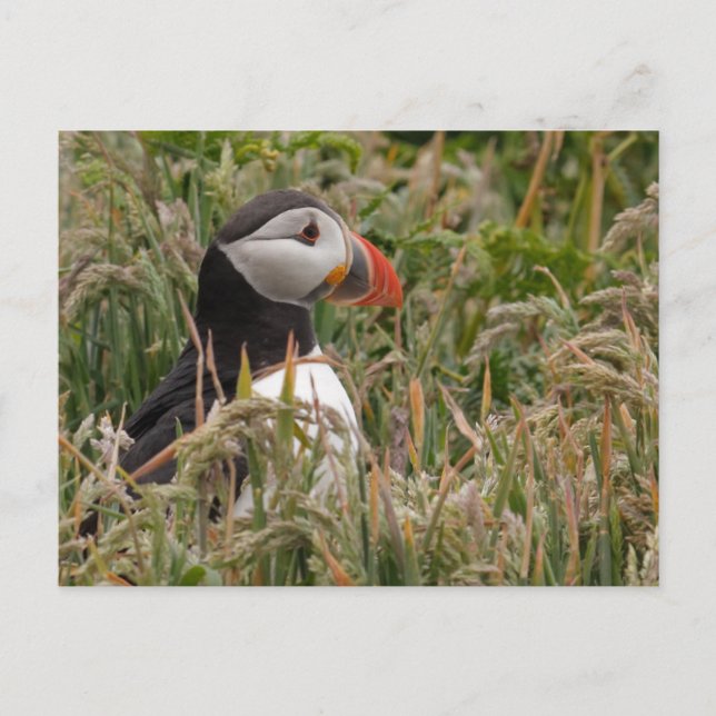 Puffin in Grass Vykort (Framsida)