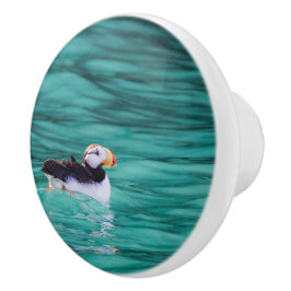 Puffin in Resurrection Bay, Alaska Knopp