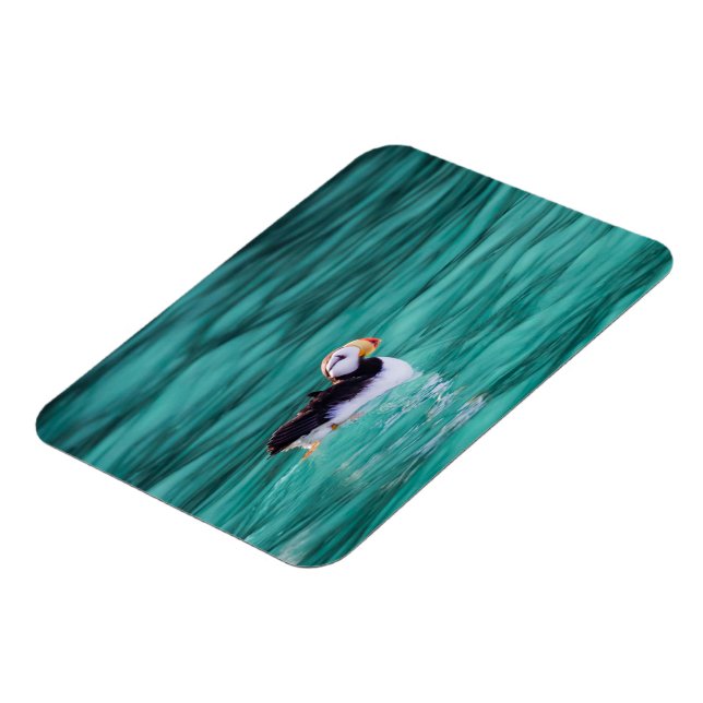 Puffin in Resurrection Bay, Alaska Magnet (Vänstra Sidan)