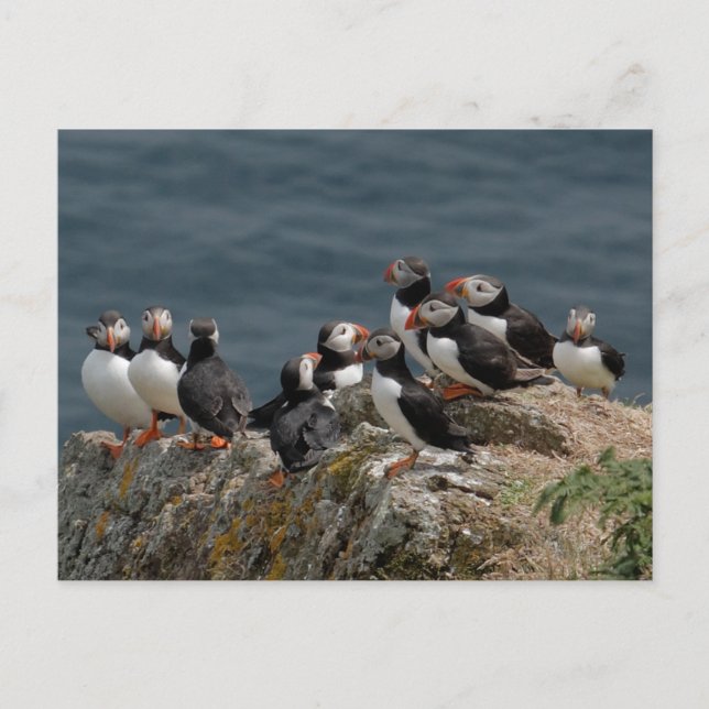 Puffin-konventionen Vykort (Framsida)