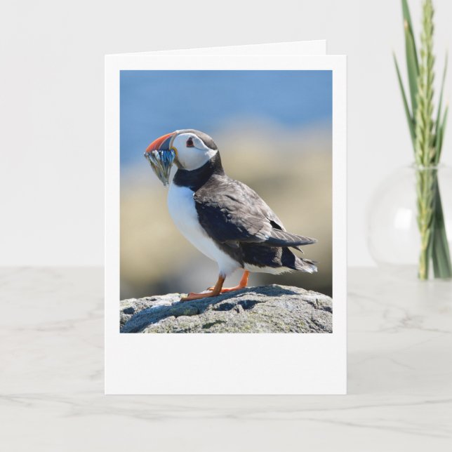 Puffin Kort (Framsida)