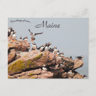 Puffin Landing in Maine Vykort