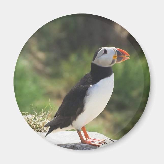 Puffin Magnet (Framsidan)