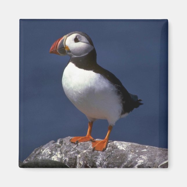 Puffin Magnet (Framsidan)