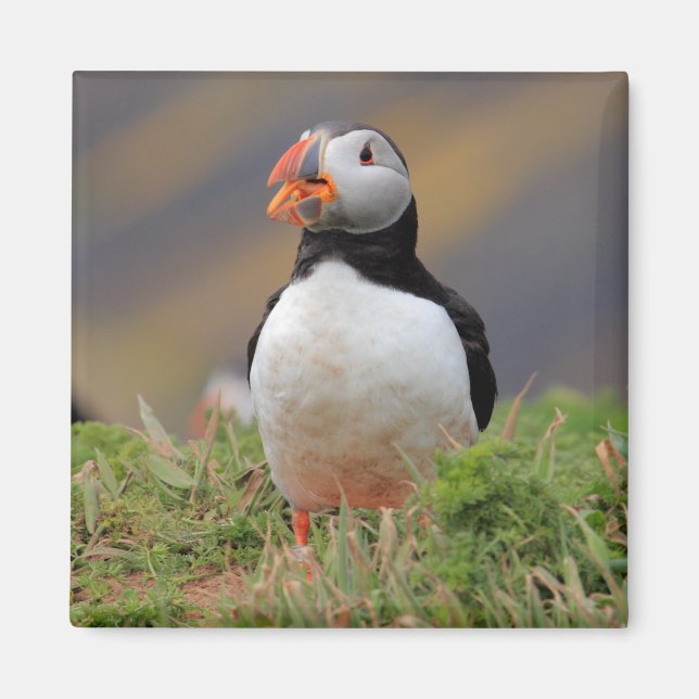 Puffin Magnet (Framsidan)