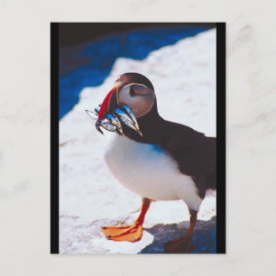 Puffin med fisk vykort