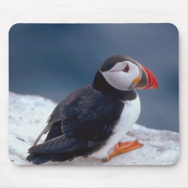 Puffin Musmatta (Framsidan)