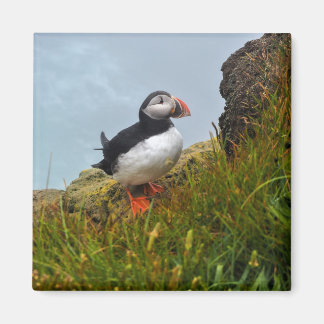 Puffin på ett Cliff Fridge Magnet