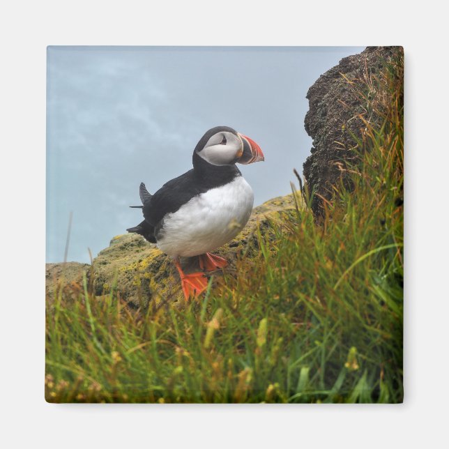 Puffin på ett Cliff Fridge Magnet (Framsidan)