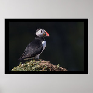 Puffin på sten poster