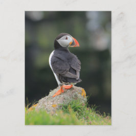 Puffin på Sten Vykort
