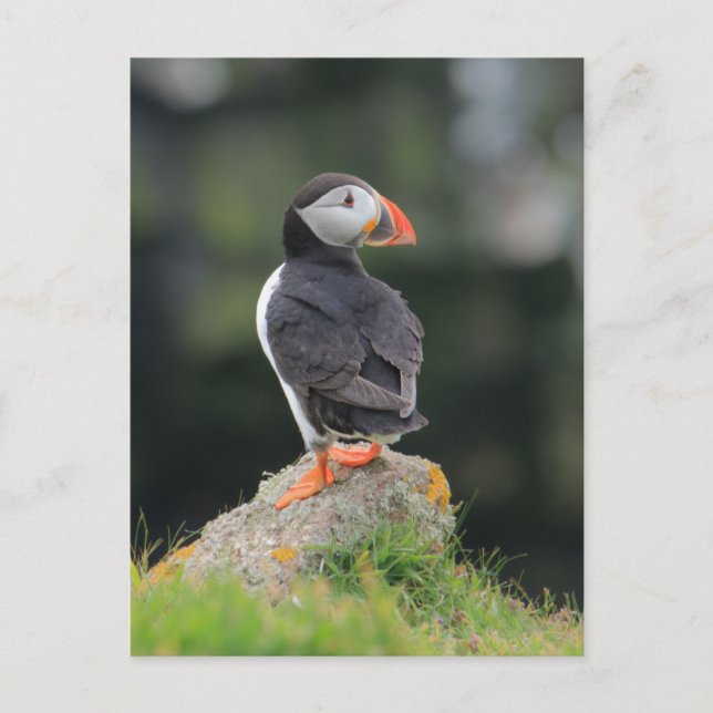Puffin på Sten Vykort (Framsida)