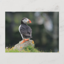 Puffin på Sten Vykort